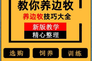 边牧训练方法教程边境牧羊犬驯养技术饲养喂养选购训犬技巧大全套
